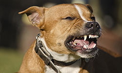 Dog Bites