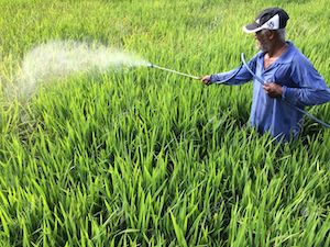 Farmer Spraying Pesticide